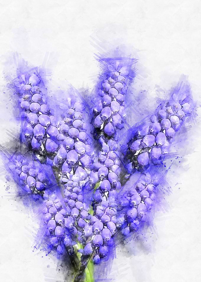 hyacinth watercolor