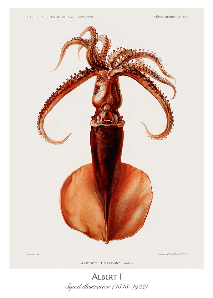 Squid illustration