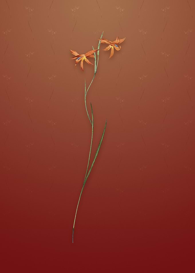 Gladiolus Watsonius on Red