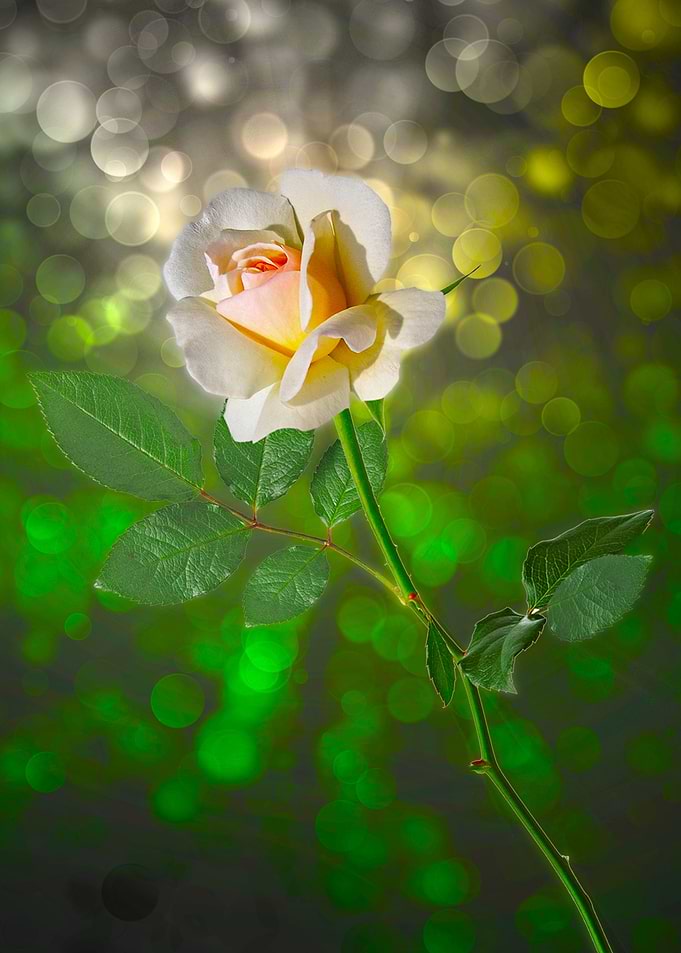 ivory rose
