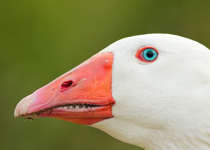 White bird head