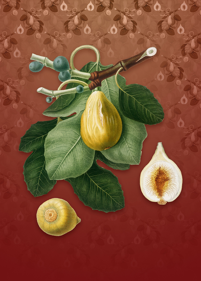 Common Fig on Falu Red