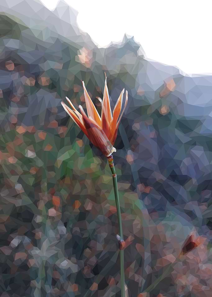 Low Poly Sunburnt Tulip