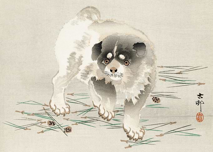 Young dog 1900