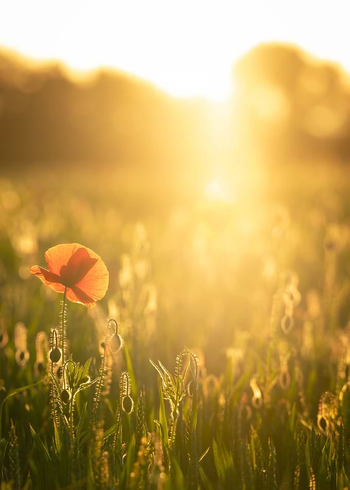 Morning poppy