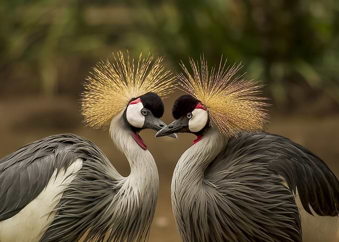 Gold Crowned Crane Lovers
