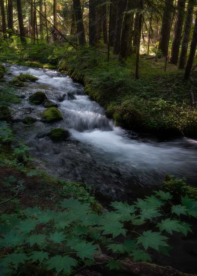 Enchanted forest
