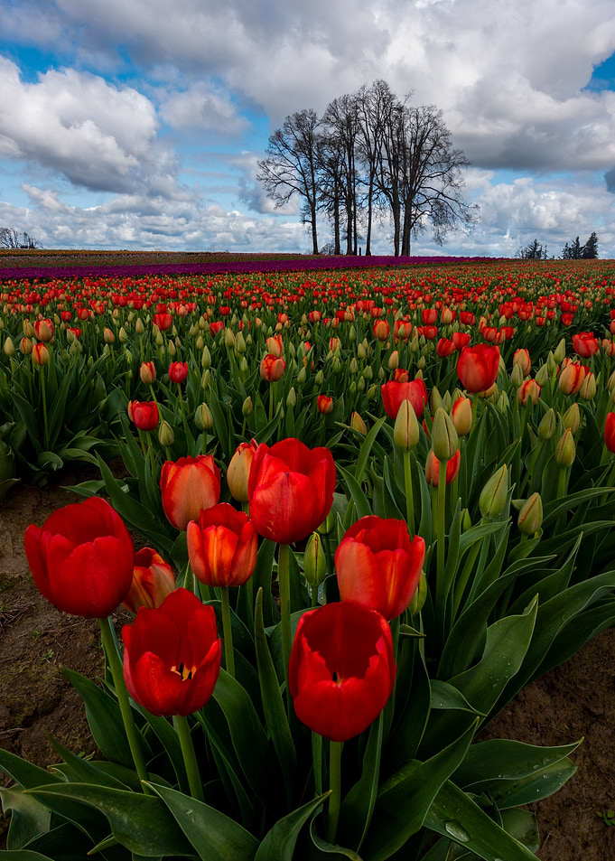 Field of dreams