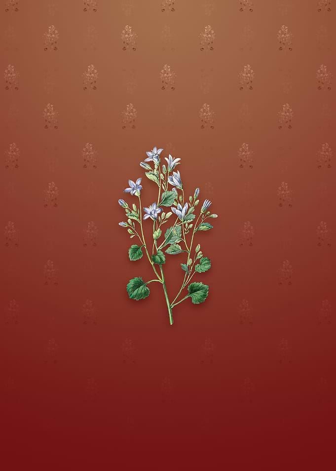 Dalmatian Wall Campanula