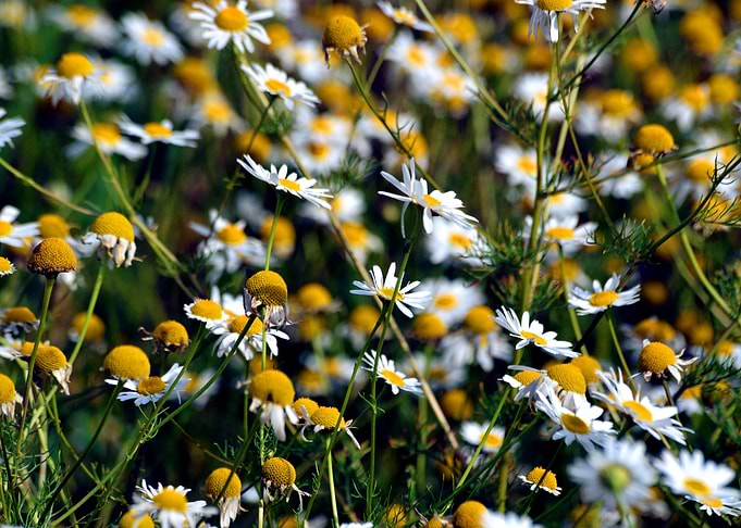 Daisies close up