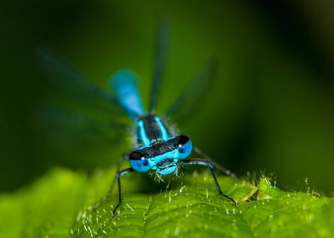 Magic fly