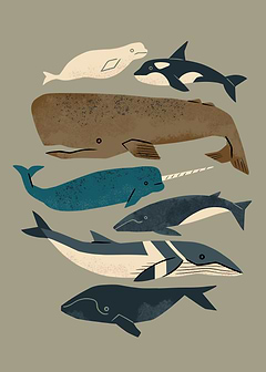 Whales Ahoy