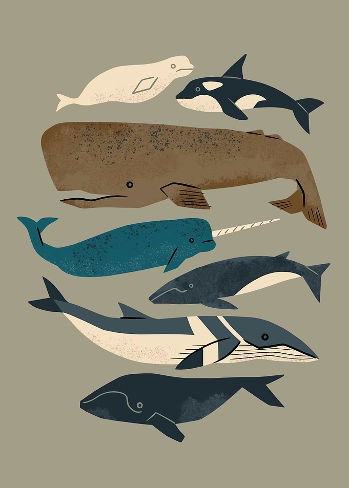 Whales Ahoy