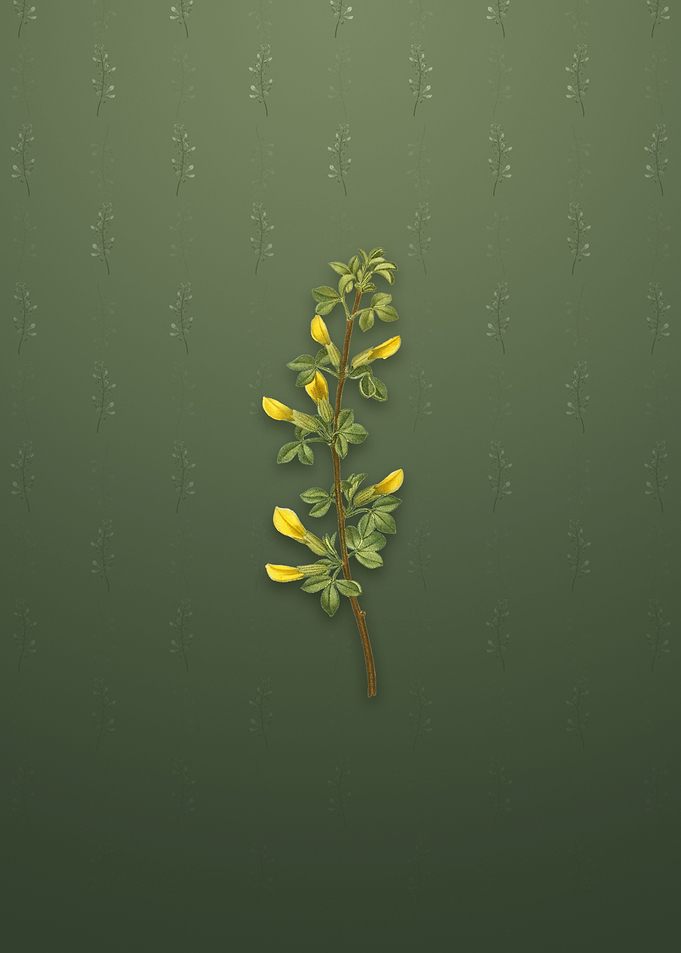 Vintage Common Cytisus
