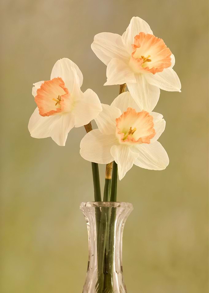 Three off white daffodils