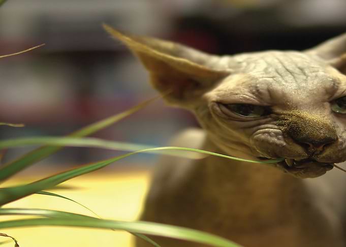 Cat Enjoying Grass