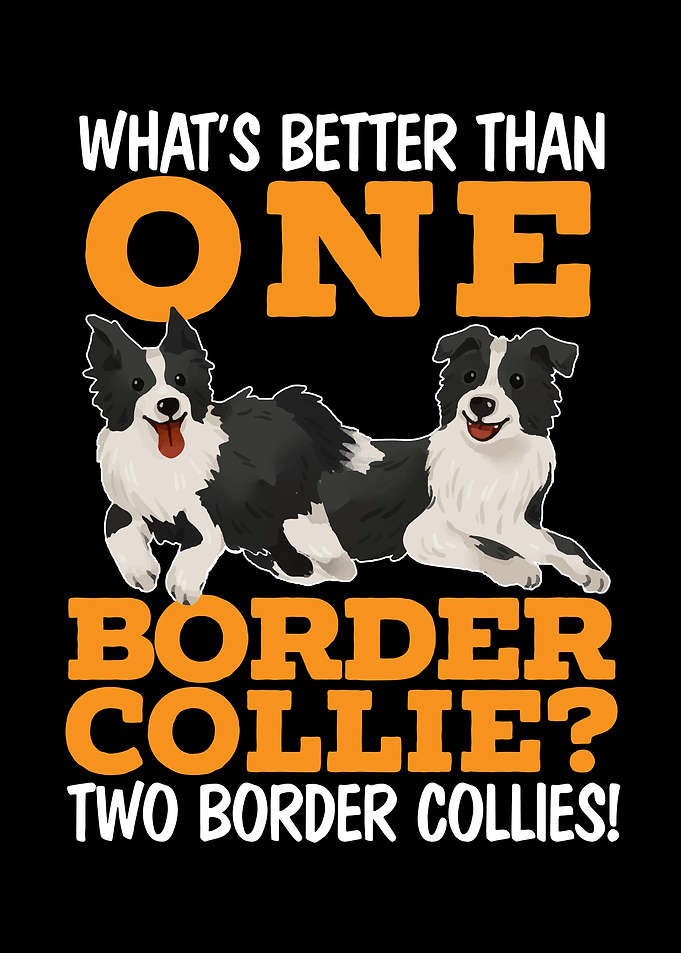 Border Collie