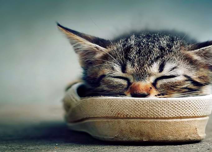 Cute Sleeping Kitten