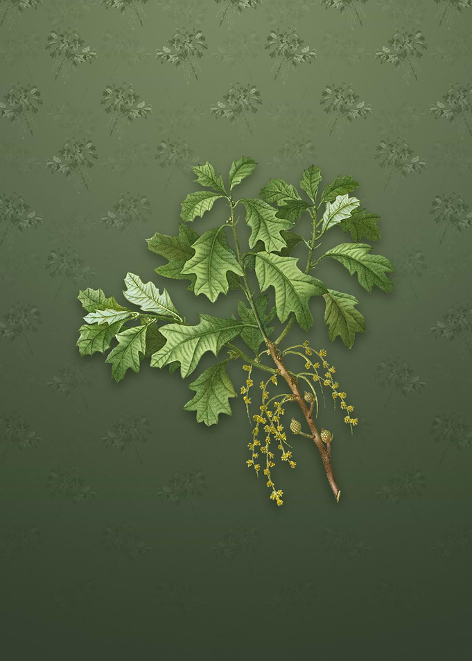 Bear Oak on Lunar Green