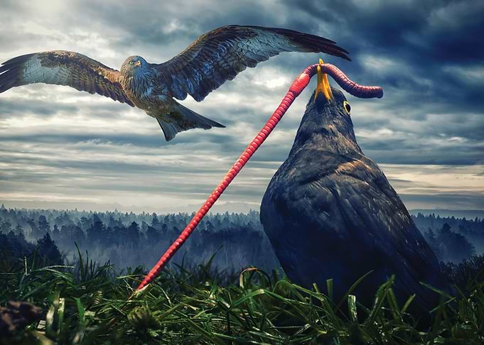 Bird Catching A Worm