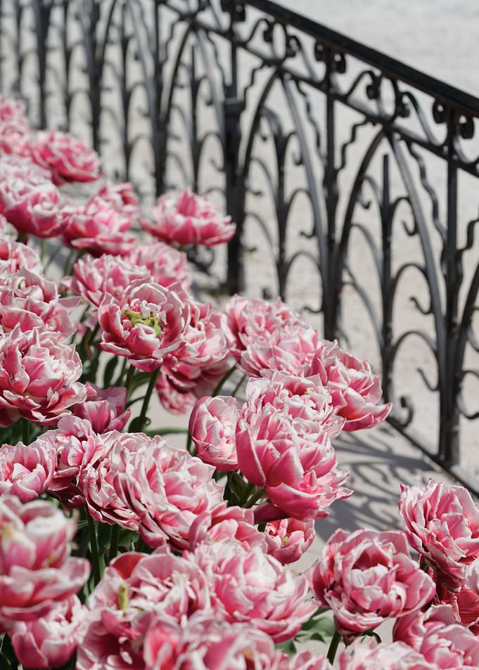 Double crowned tulips