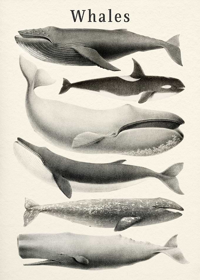 Whales Collection