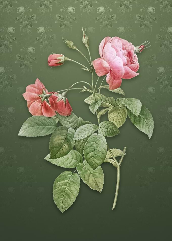 Pink Boursault Rose