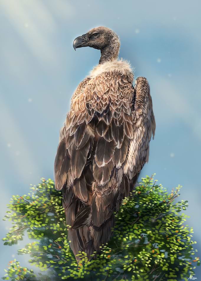 White backed Vulture