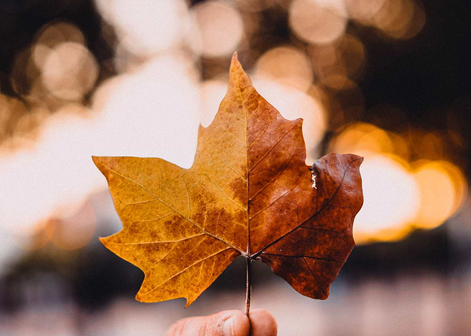 Autumn Vibes