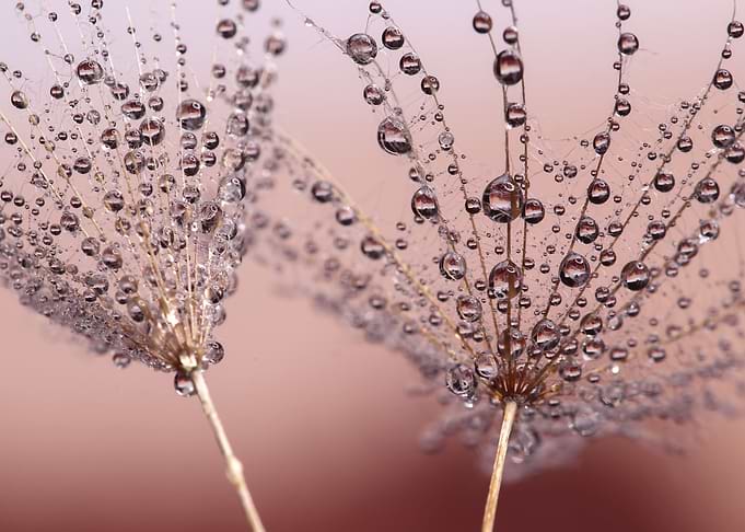 Dandelions