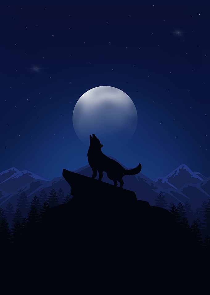A Wolf At Night