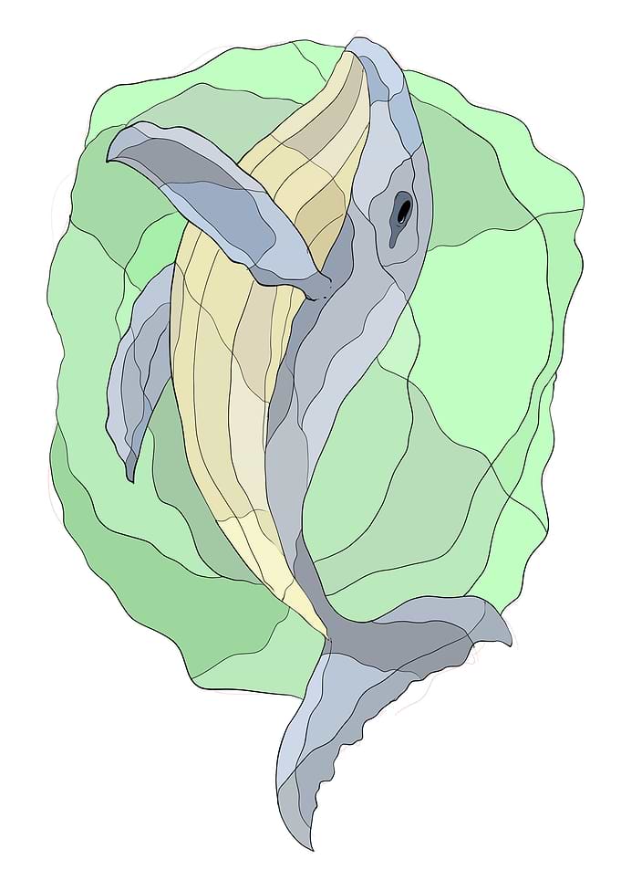 whale