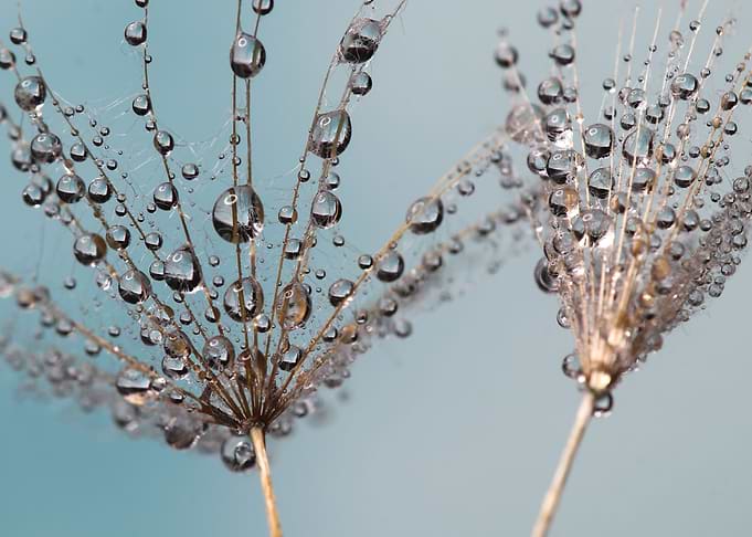 Dandelions