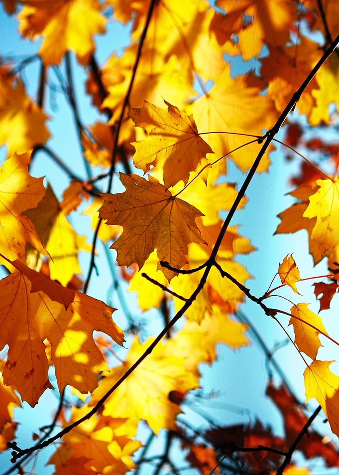 Autumn Vibes
