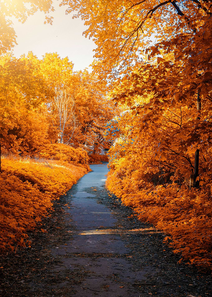 Autumn Vibes