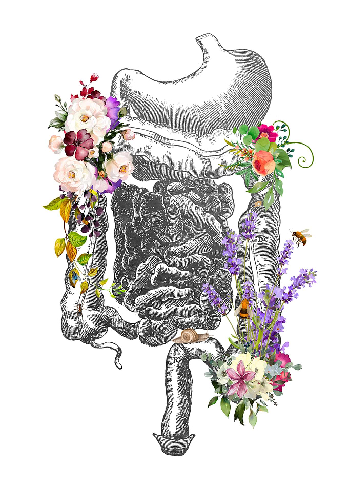 Digestive System Anatomy