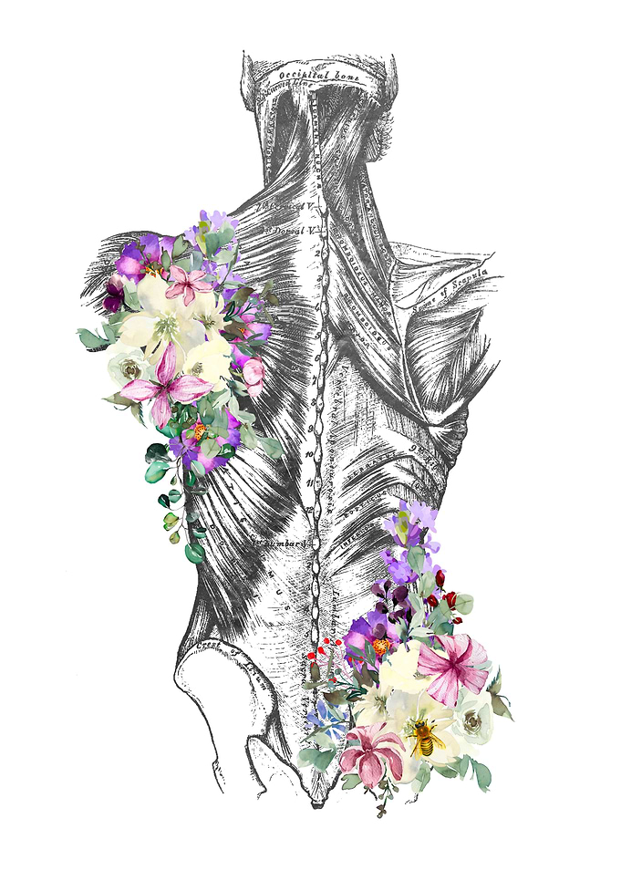 Muscles of the Back