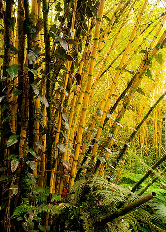 Bamboo