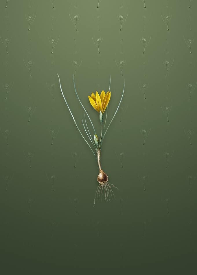 Vintage Ixia Filifolia