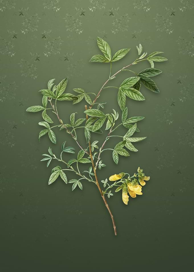 Stinking Bean Trefoil