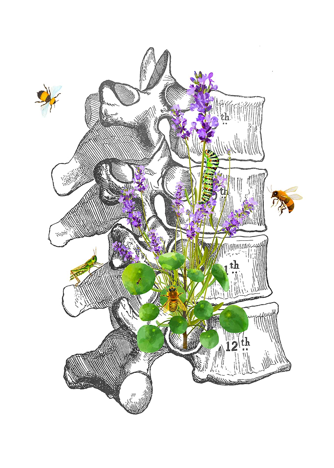 Dorsal Vertebrae Anatomy