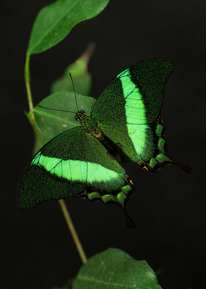 Neon Beauty