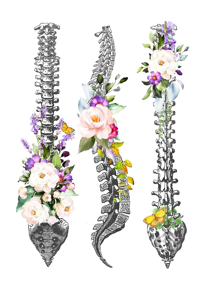 Vertebral Column Anatomy