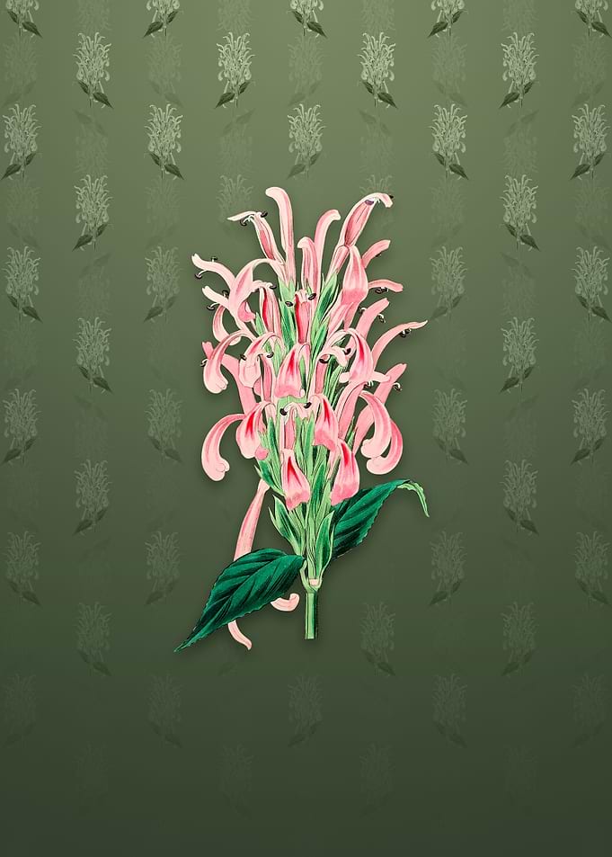 Justicia Carnea Flower