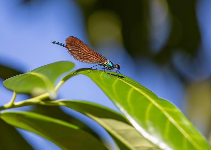 Dragonfly