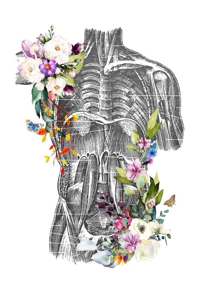 Muscles of the Trunk