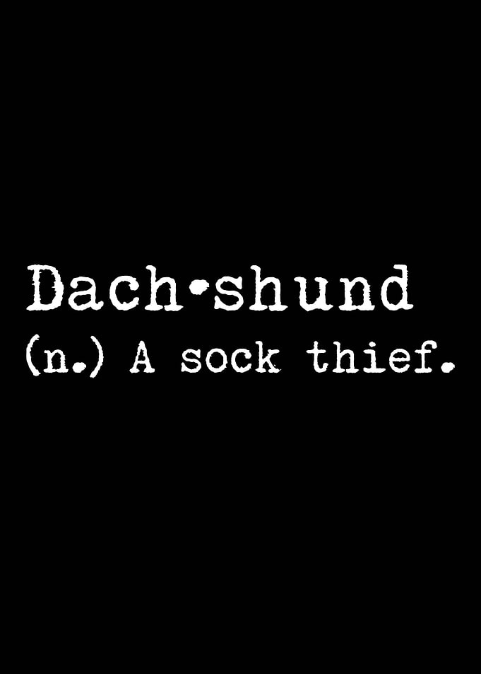 Dachshund A Sock Thief