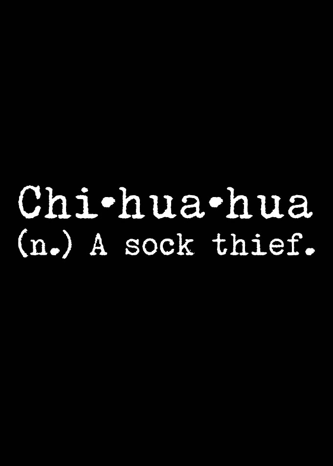 Chihuahua A Sock Thief