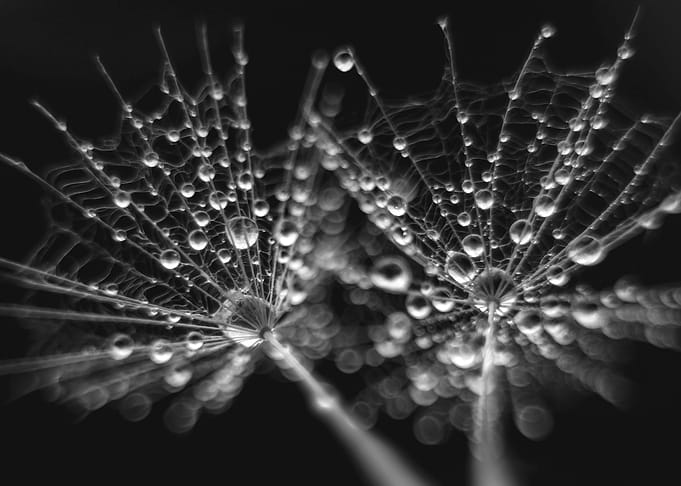 Dandelions