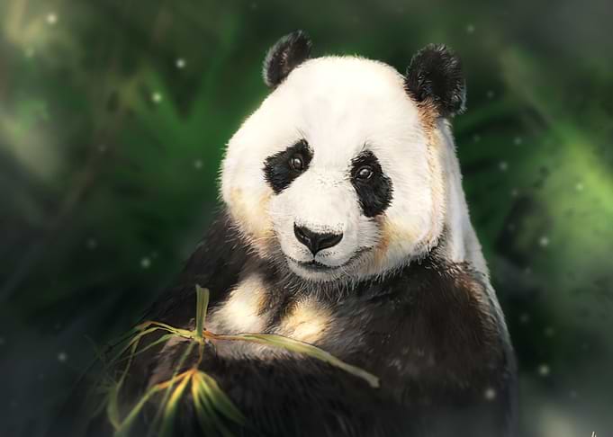 Panda